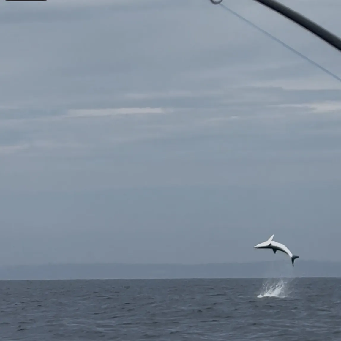 The most recent Longfin mako shark catches on Fishbrain