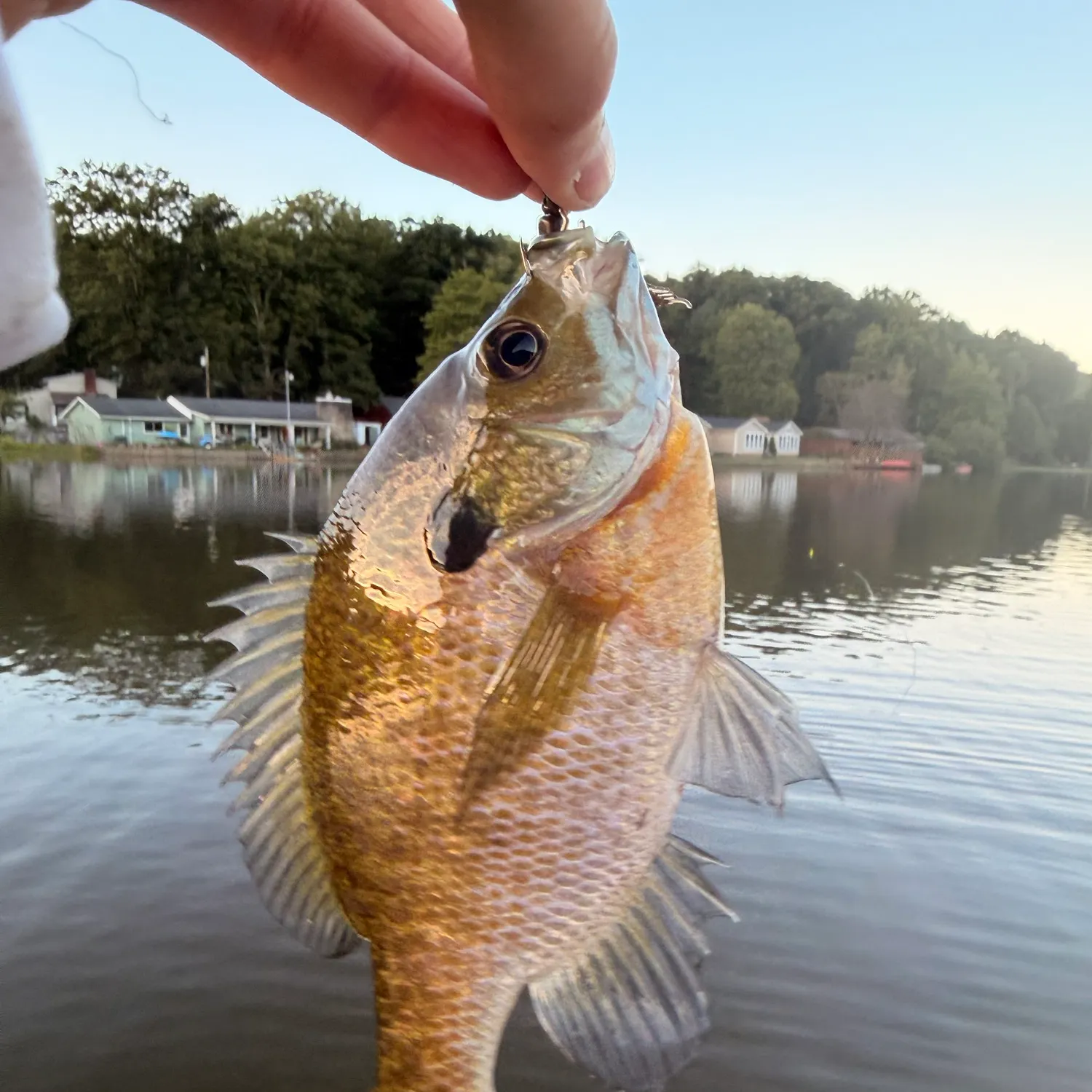 Bluegill caught on Fishbrain