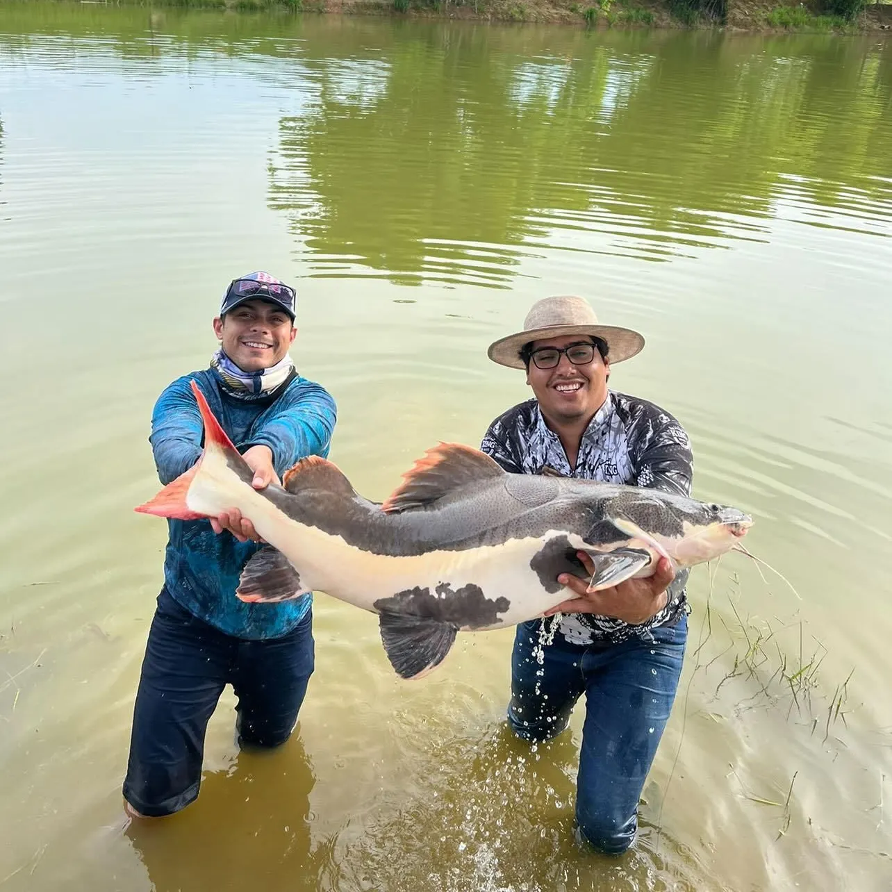 The most recent Redtail catfish catches on Fishbrain