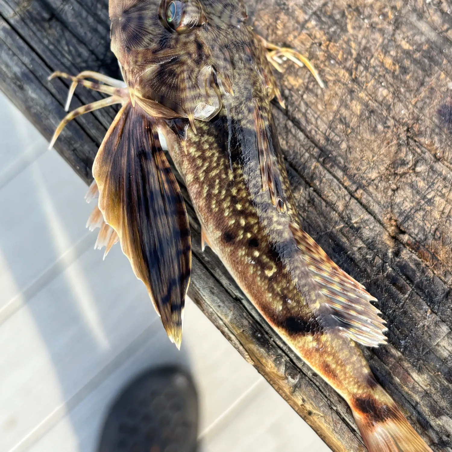 Striped searobin caught on Fishbrain