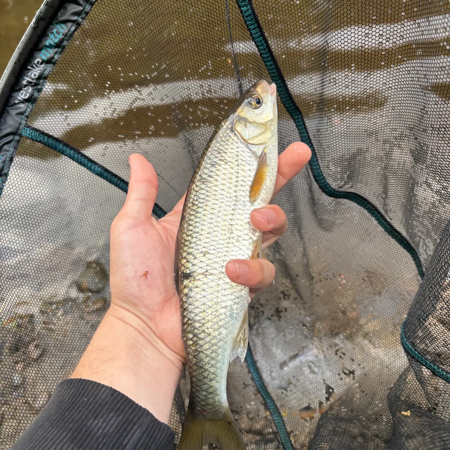 The most recent Common dace catches on Fishbrain