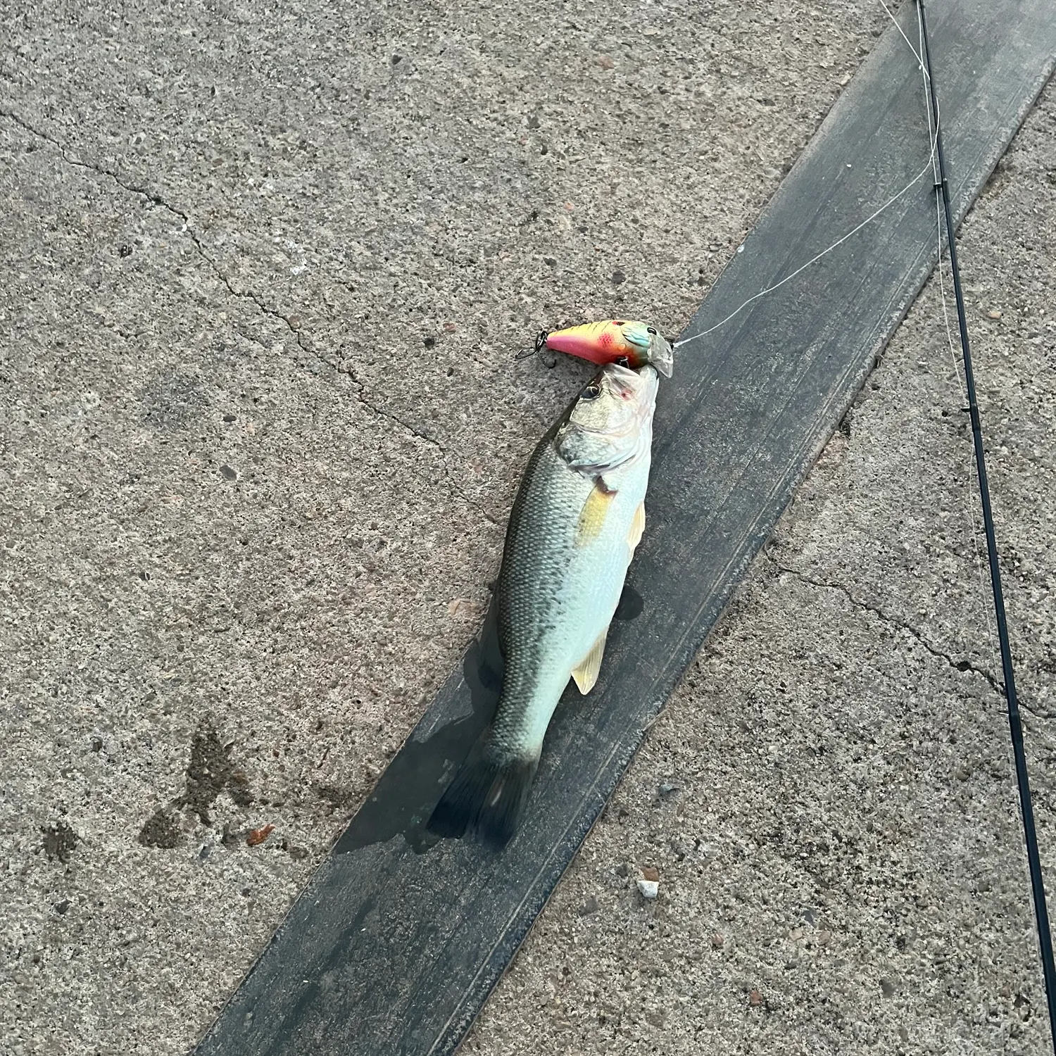 Largemouth bass caught on Fishbrain