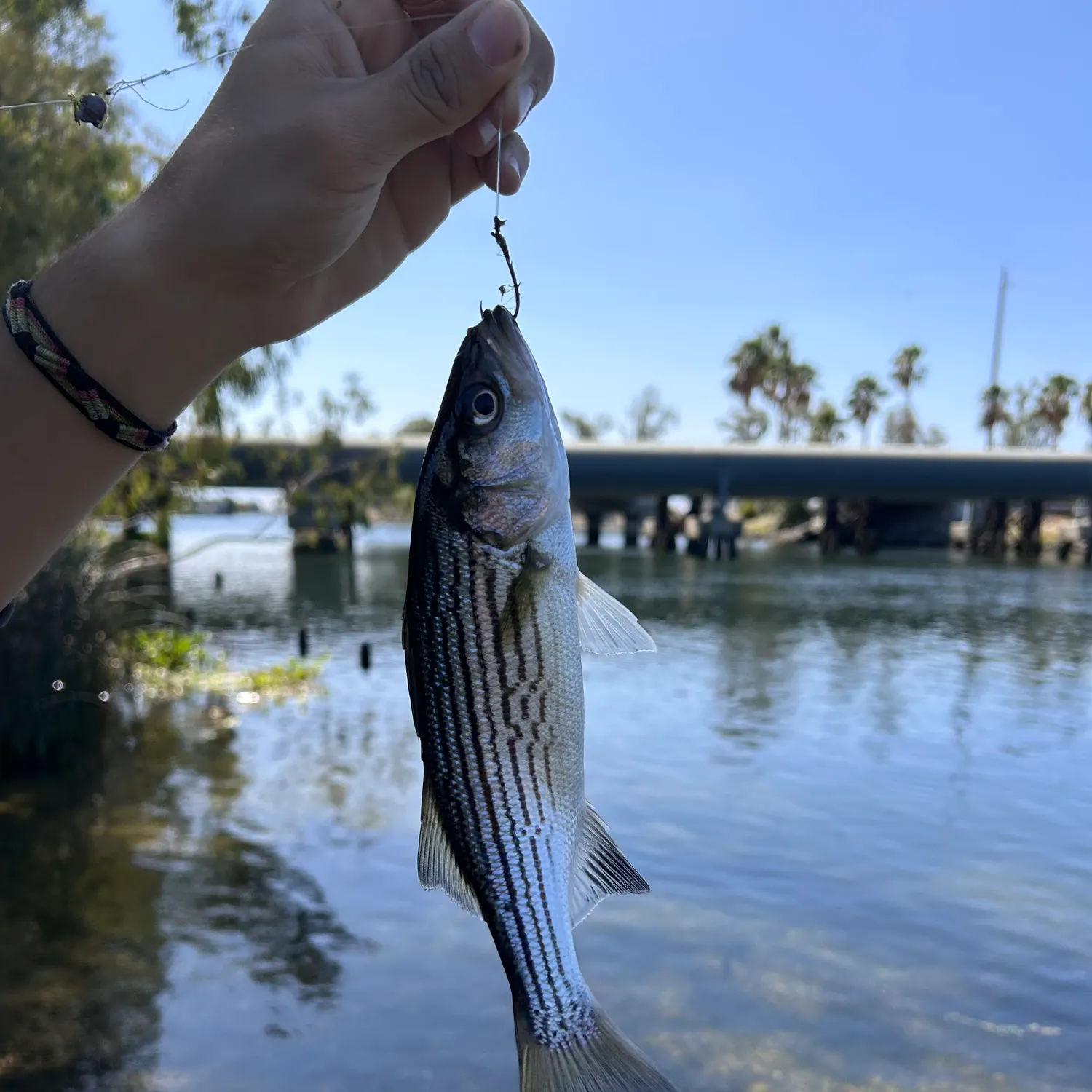 Striped bass caught on Fishbrain