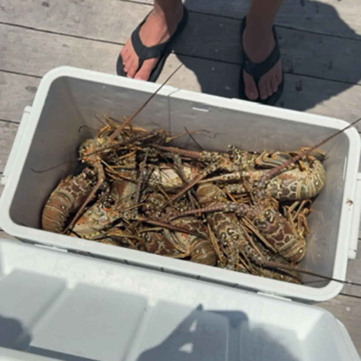 The most recent Caribbean spiny lobster catches on Fishbrain