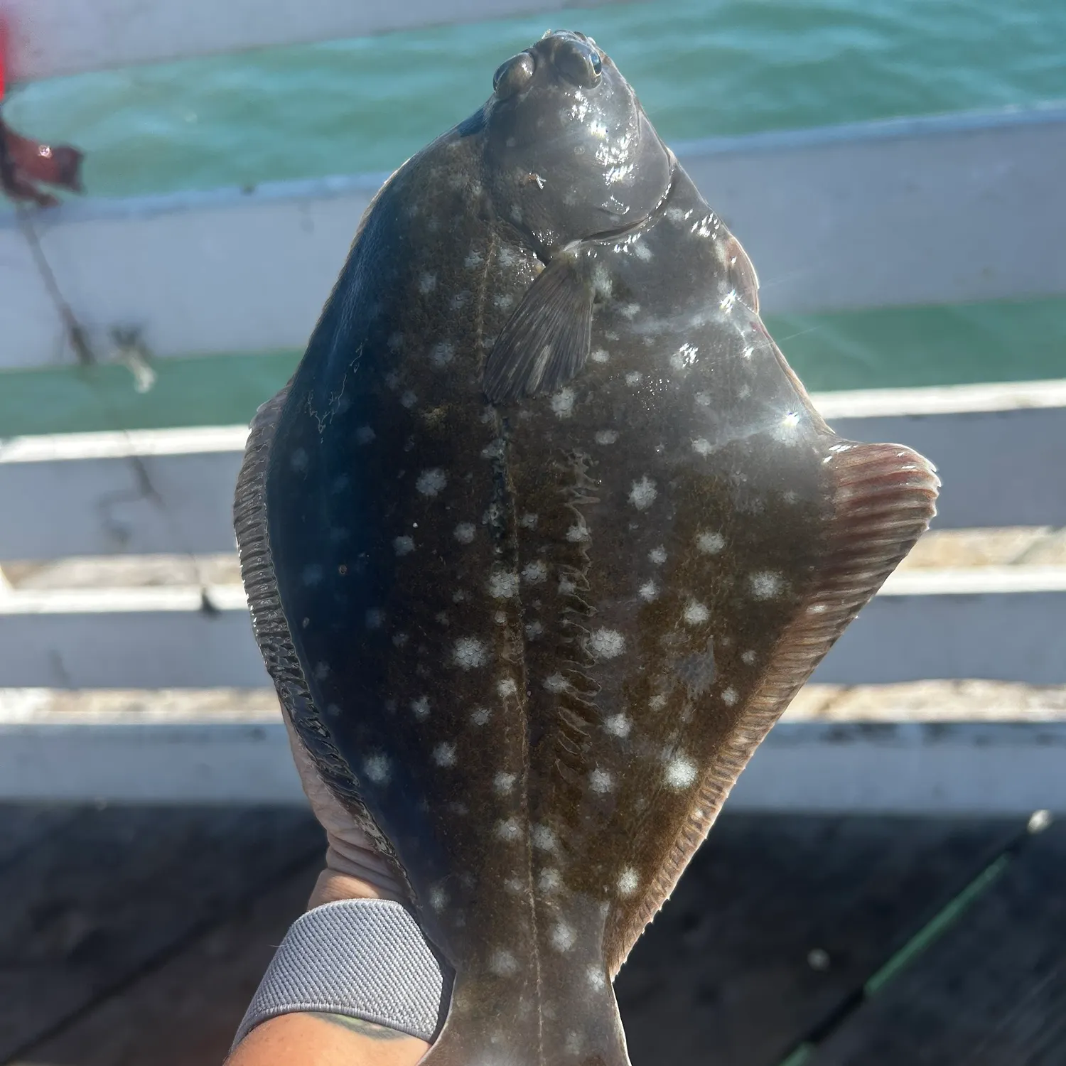 The most recent Turbot catches on Fishbrain