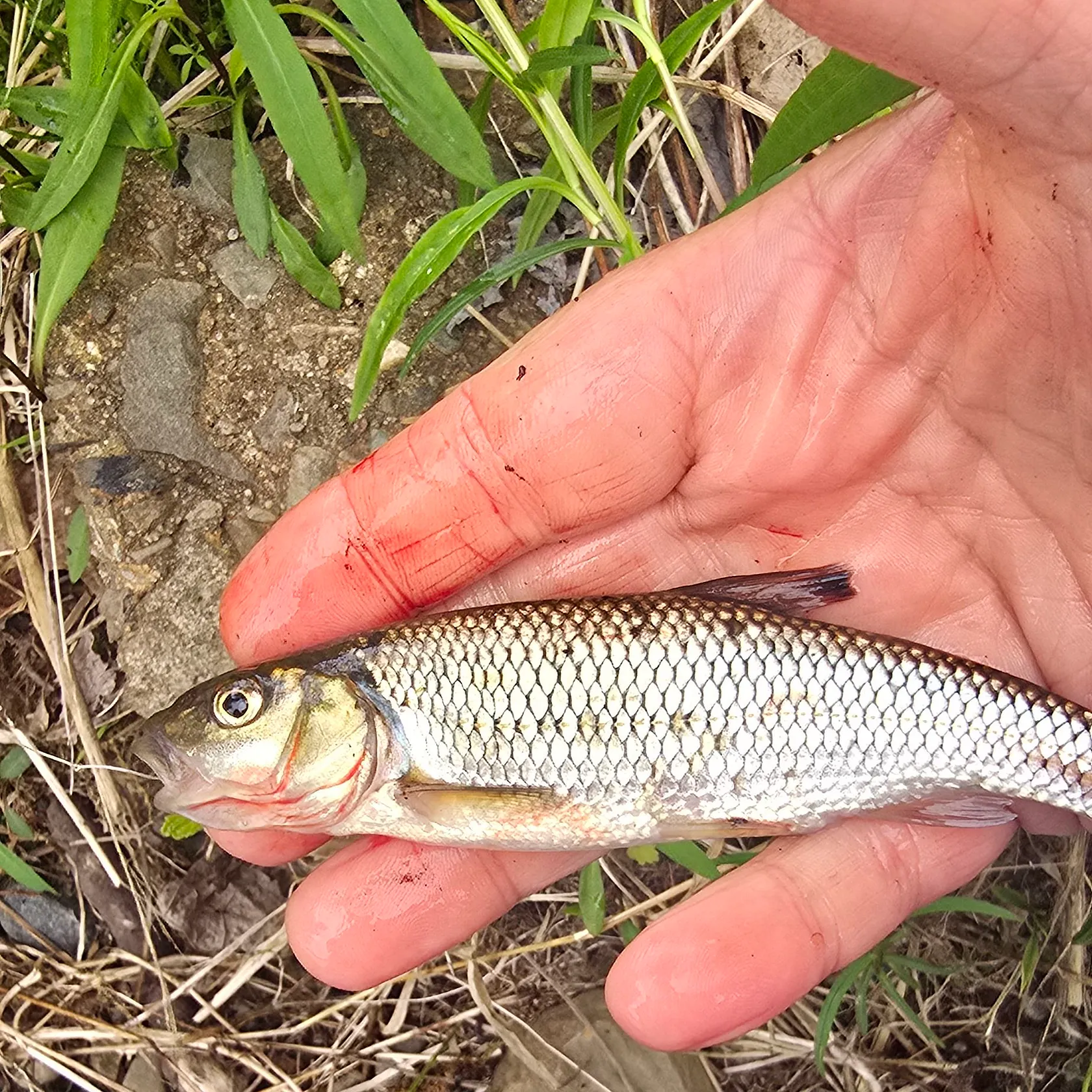 The most recent Silver shiner catches on Fishbrain