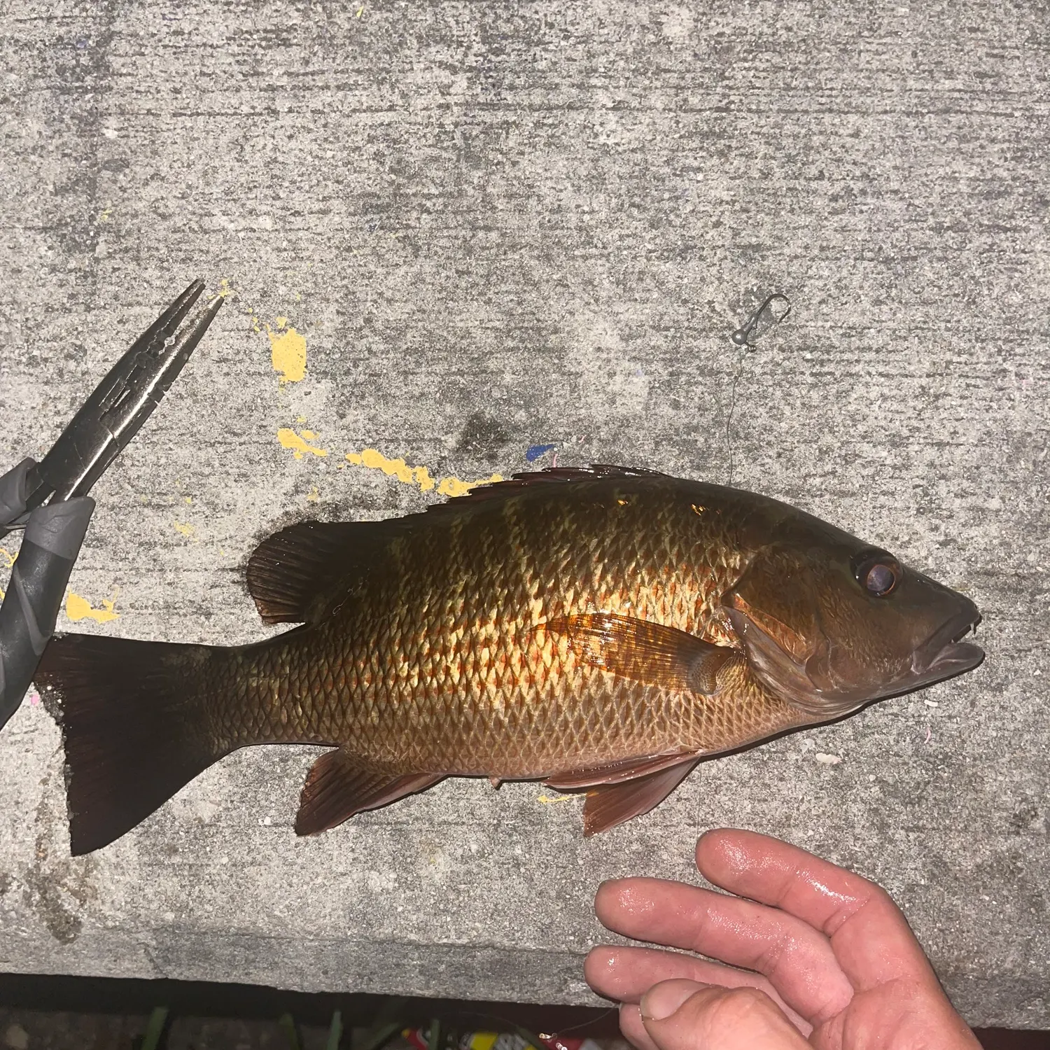 The most recent Mangrove snapper catches on Fishbrain