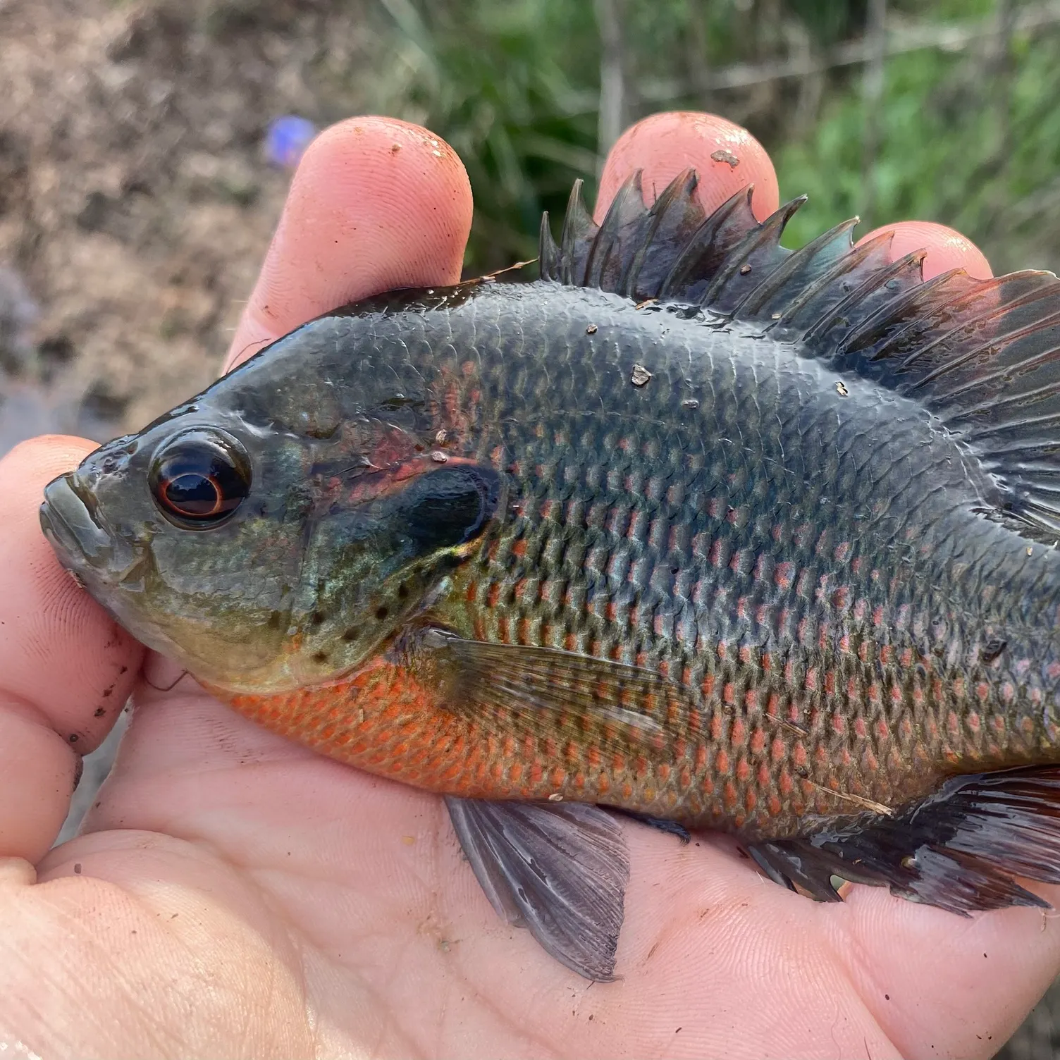 The most recent Redspotted sunfish catches on Fishbrain