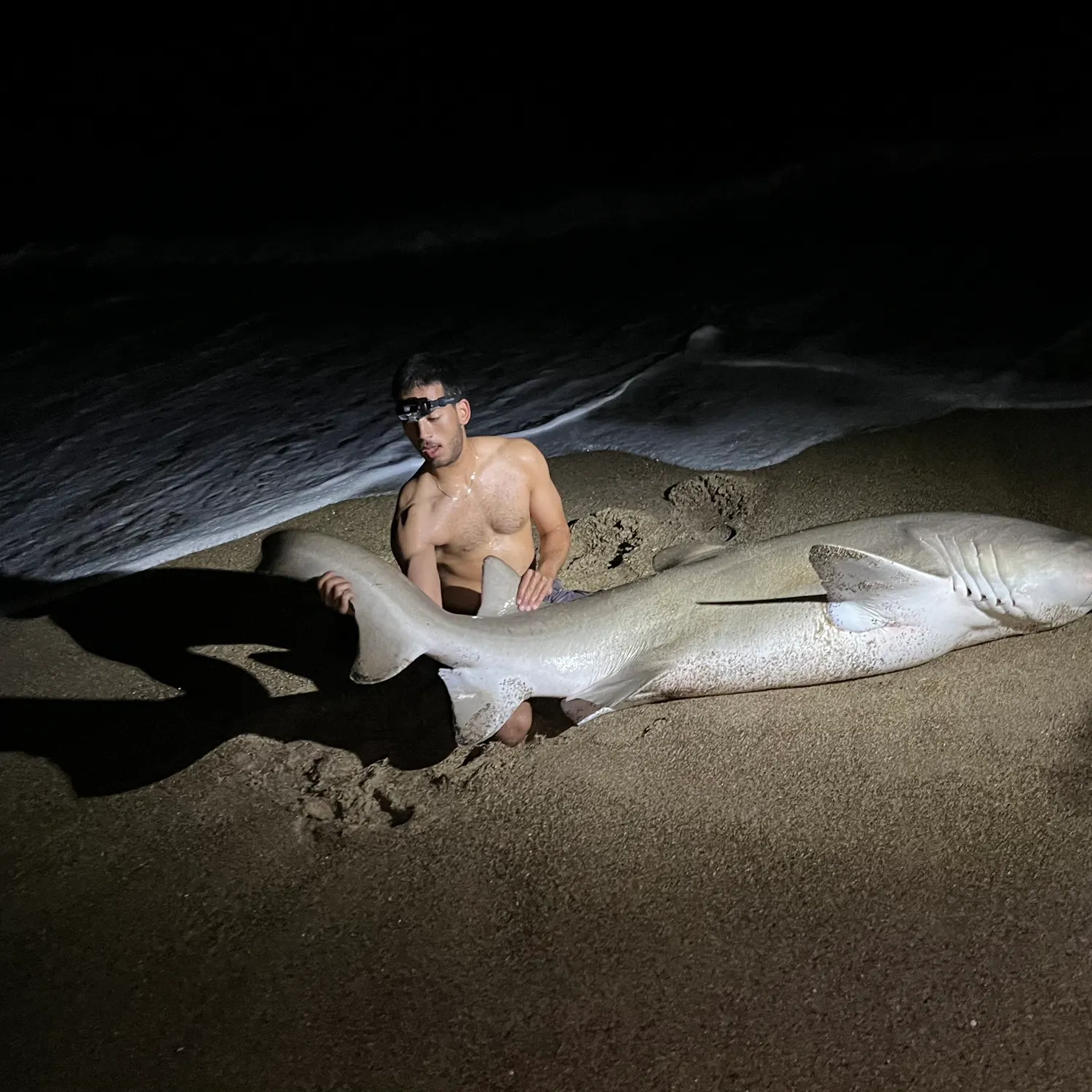 The most recent Nurse shark catches on Fishbrain