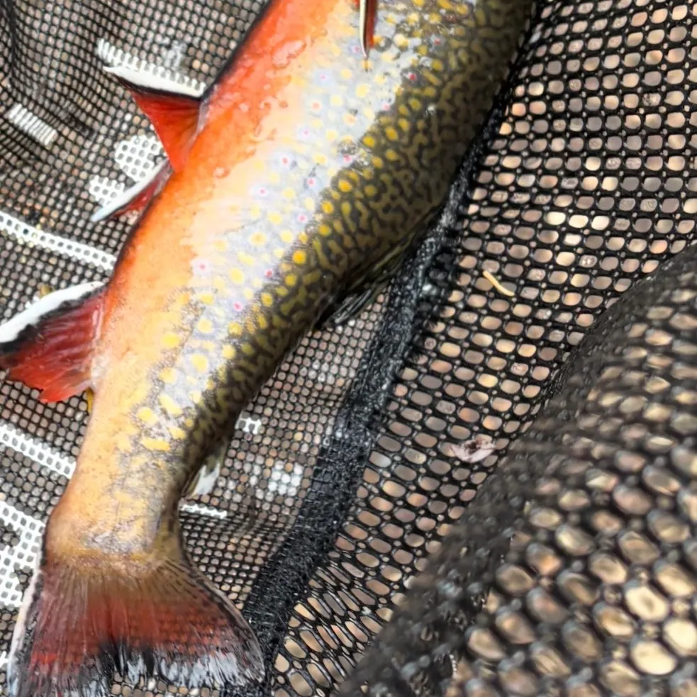 Brook trout caught on Fishbrain