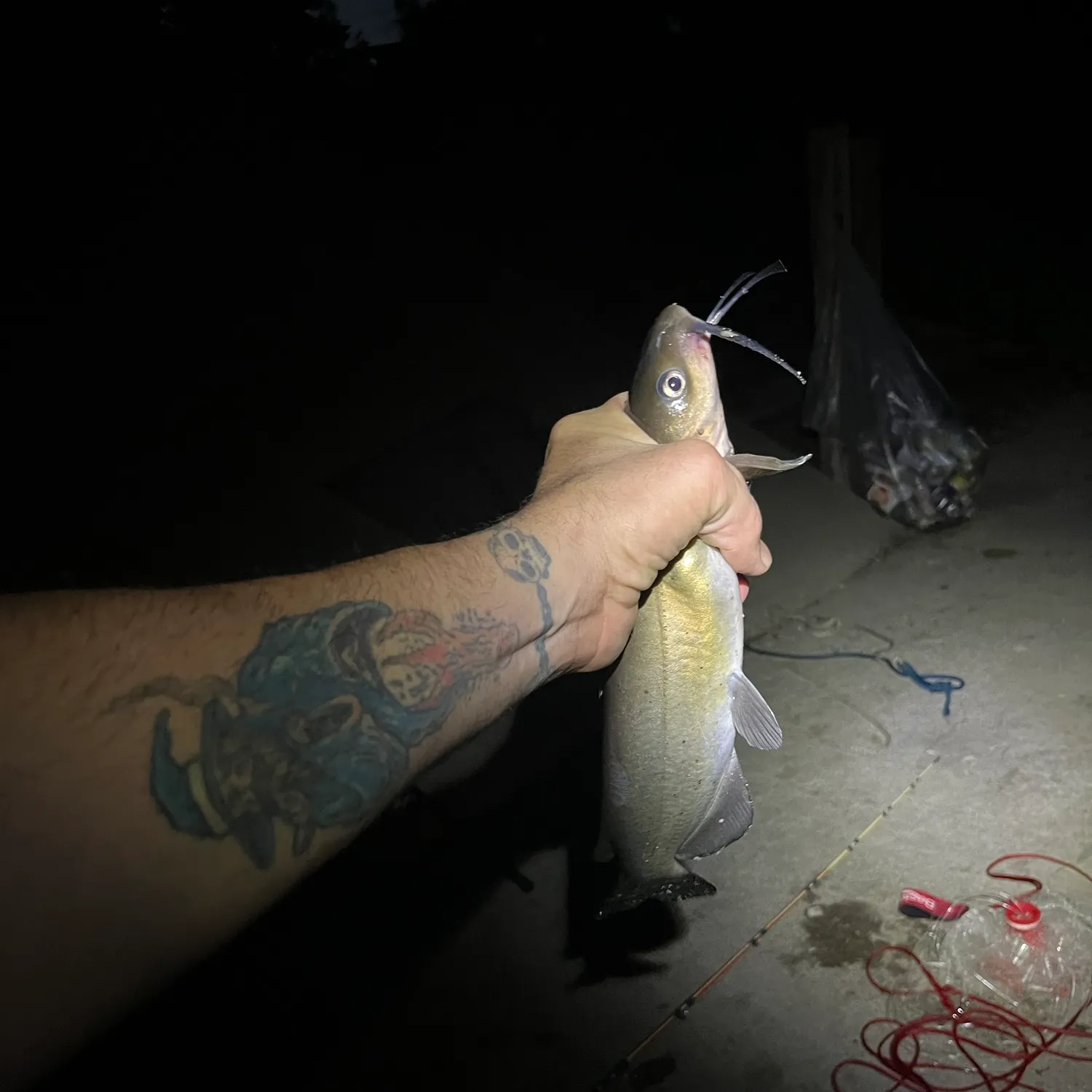 Channel catfish caught on Fishbrain