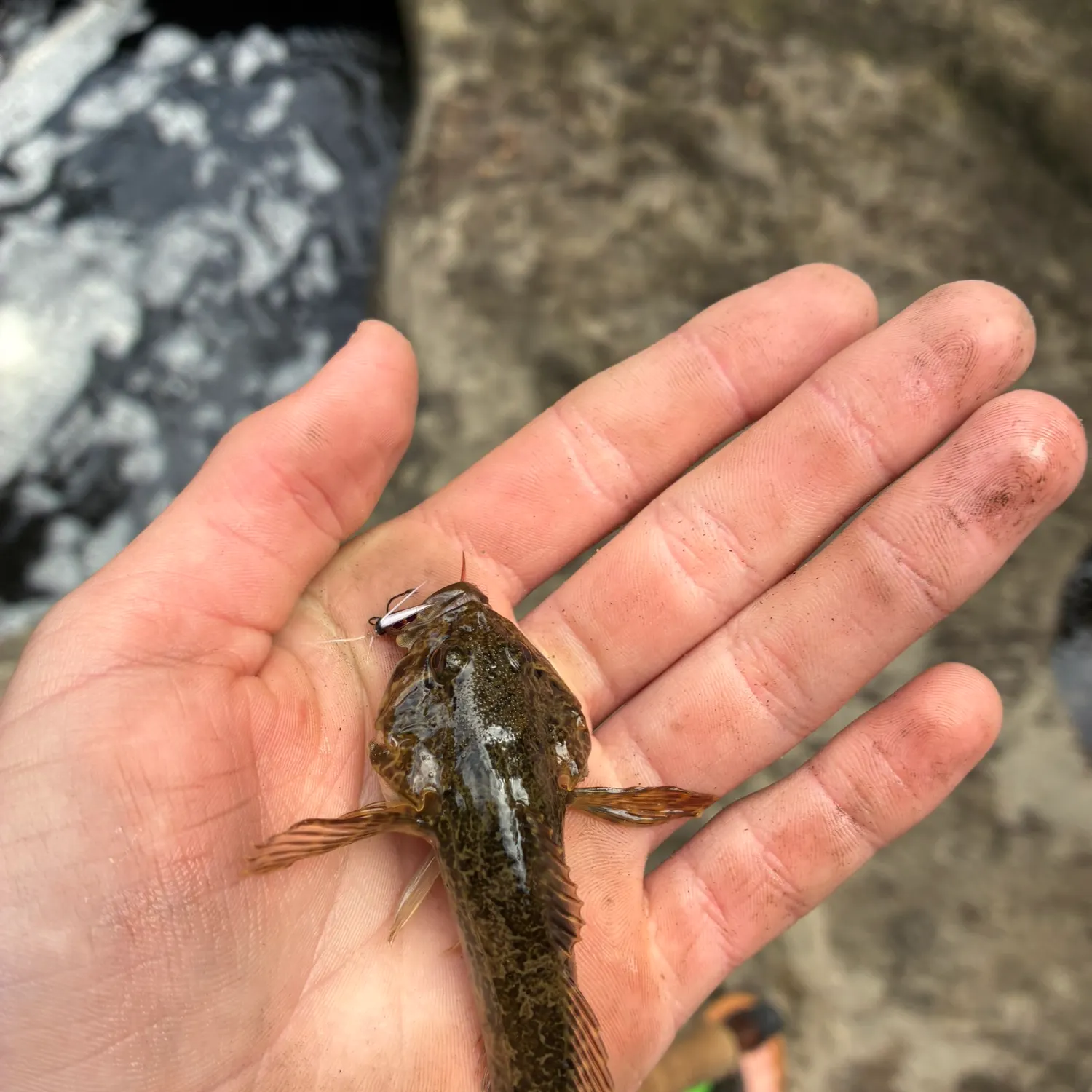 Mottled sculpin caught on Fishbrain