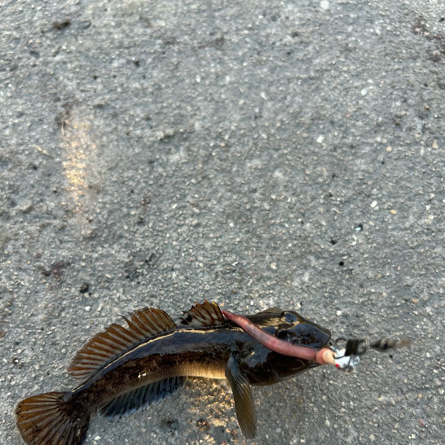 Round goby caught on Fishbrain