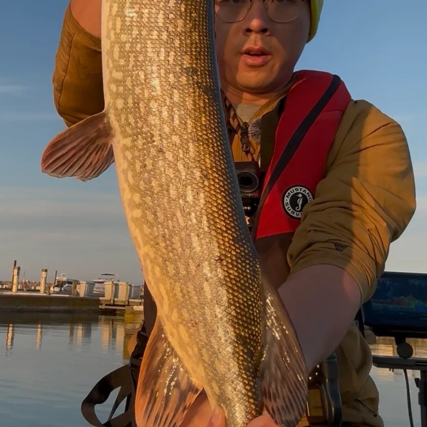 Northern pike caught on Fishbrain