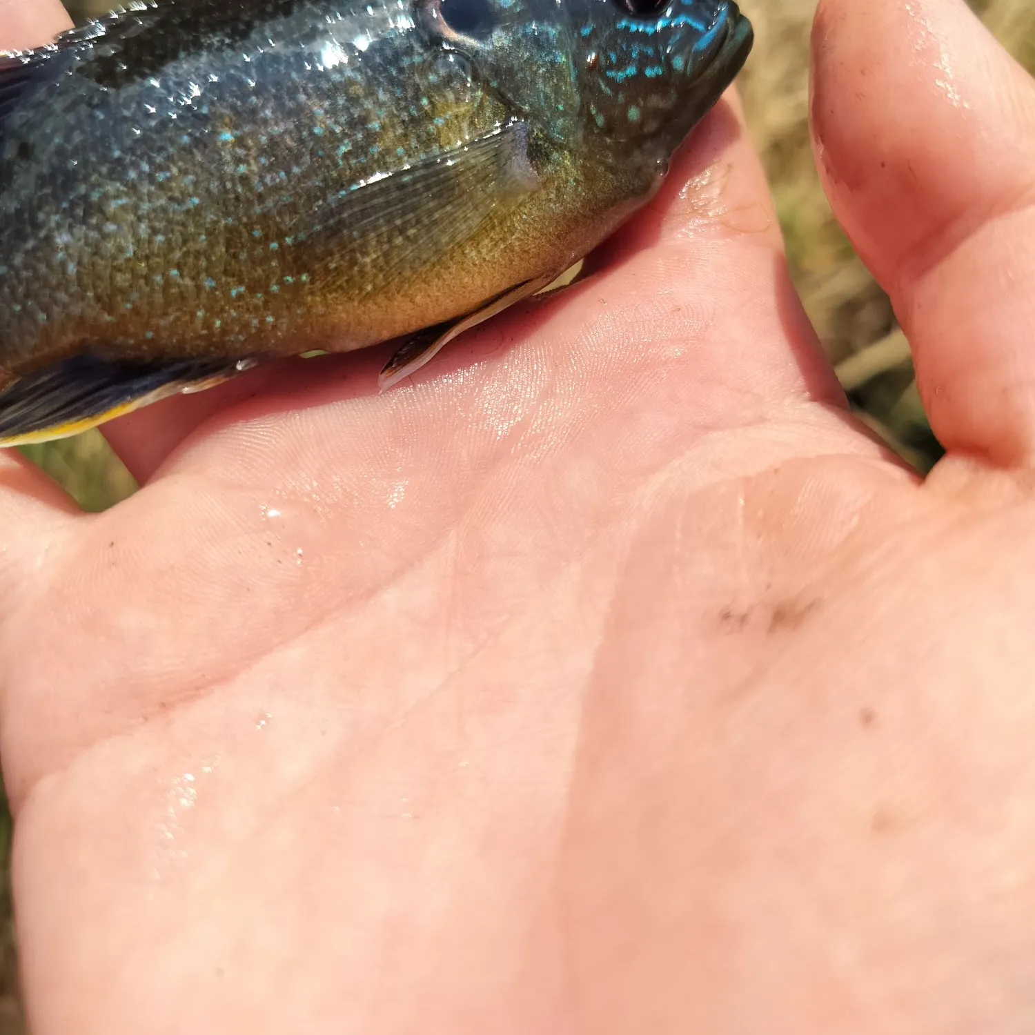 The most recent Pumpkingill hybrid catches on Fishbrain