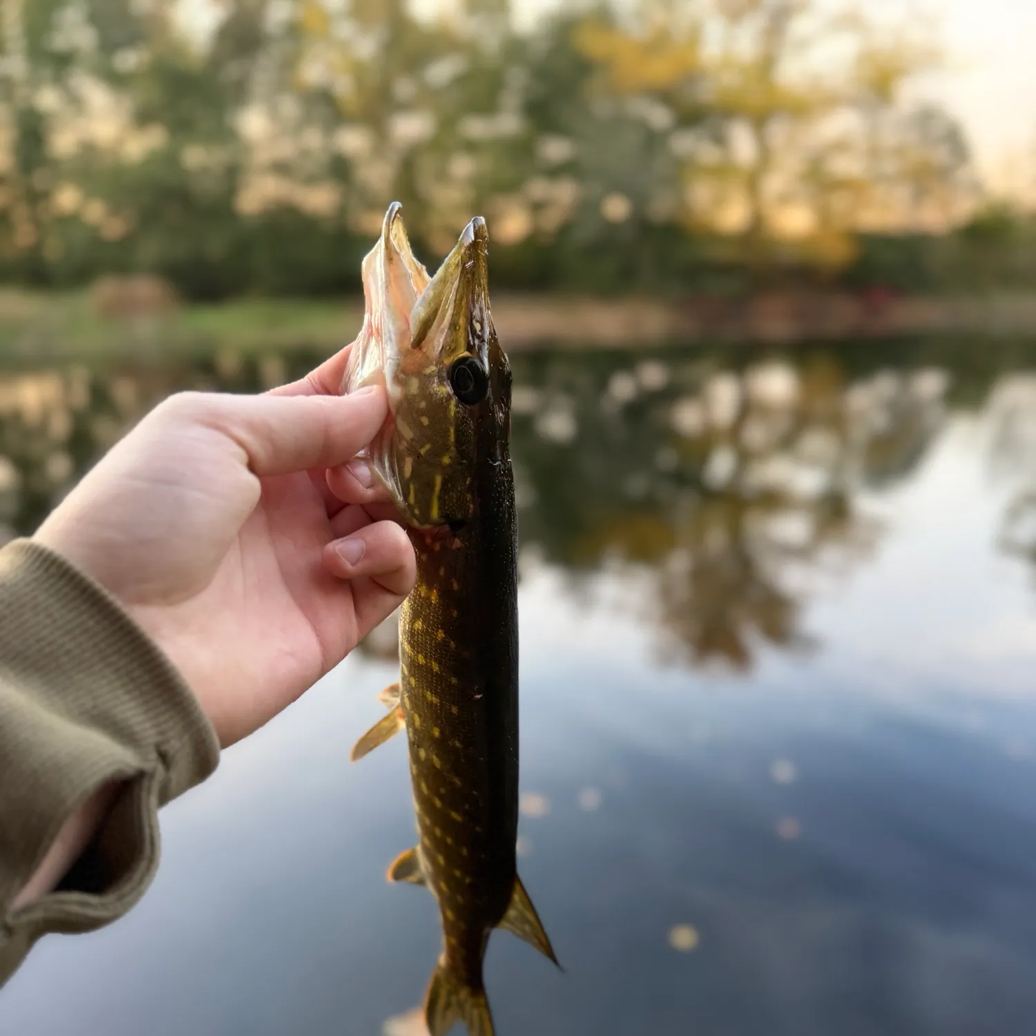 Northern pike caught on Fishbrain