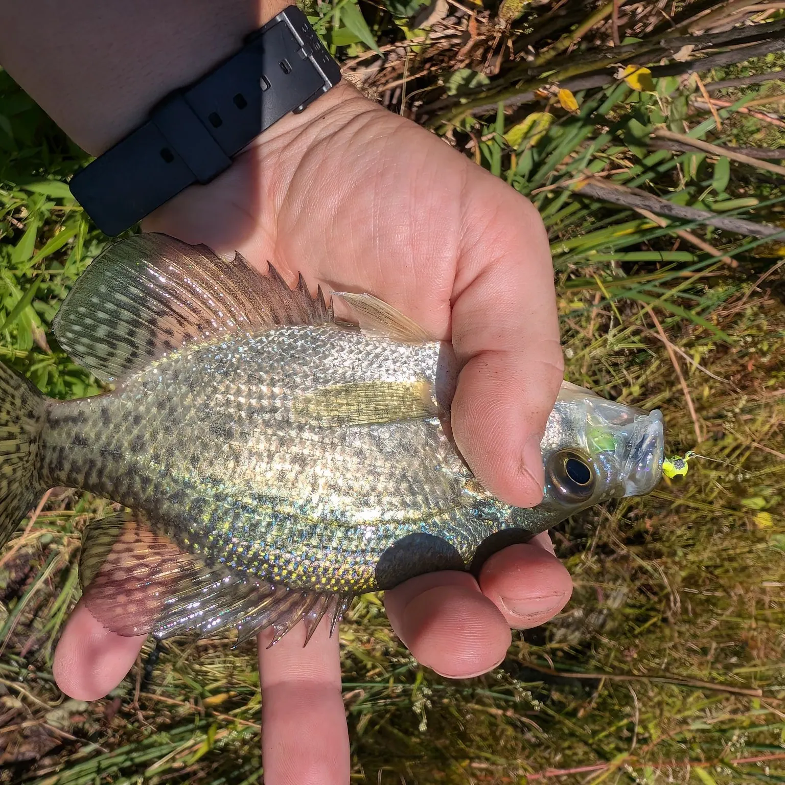 Black crappie caught on Fishbrain