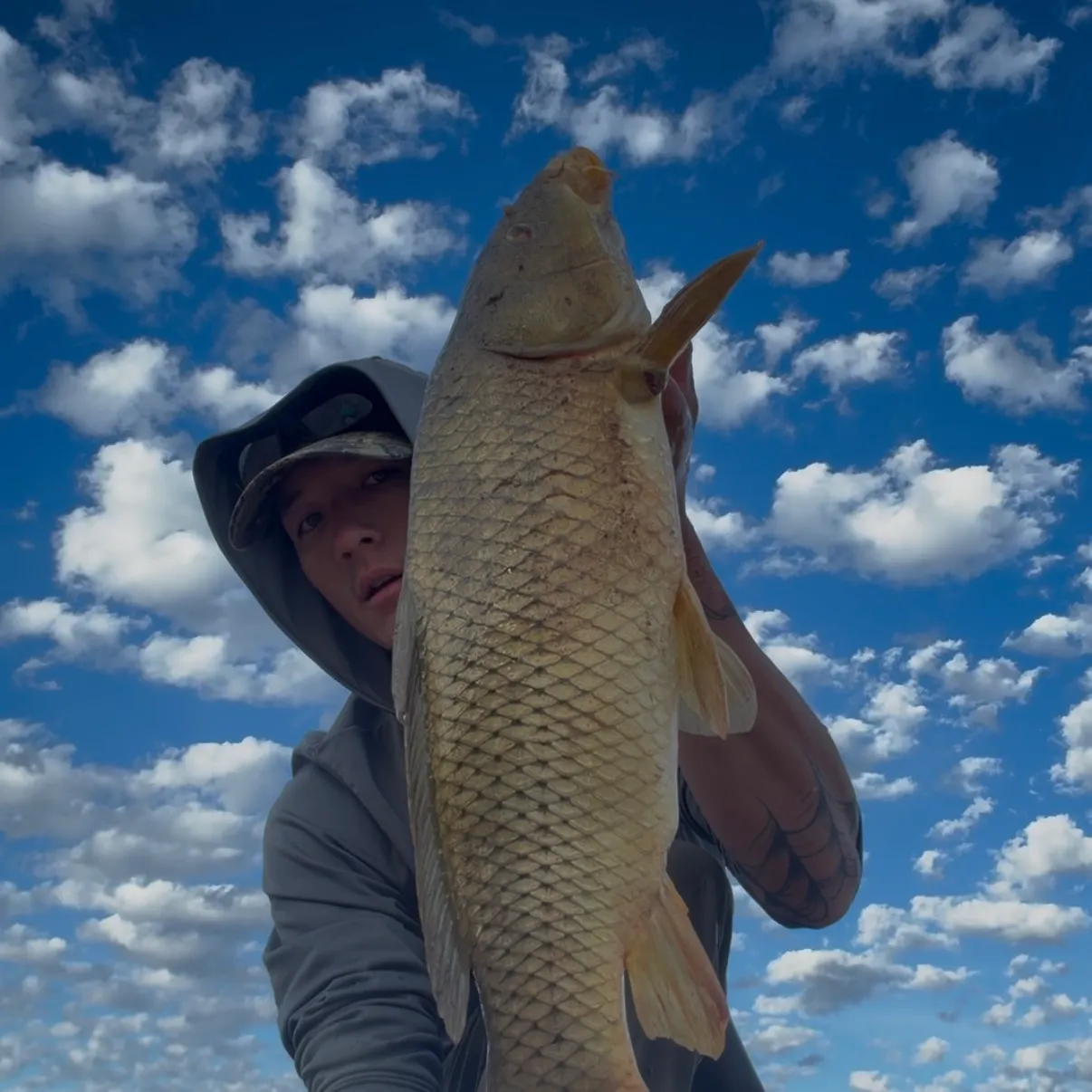 Common carp caught on Fishbrain