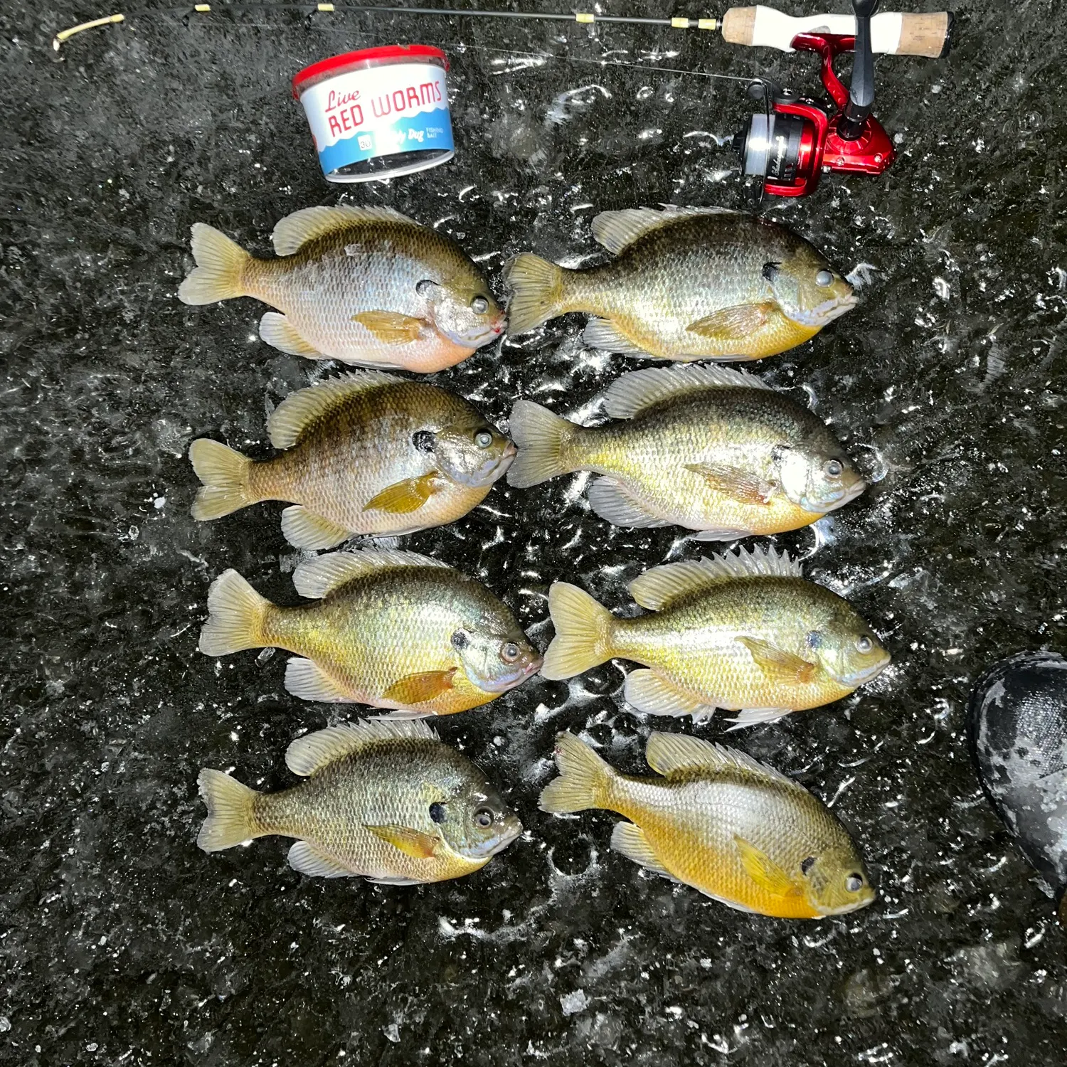 recently logged catches