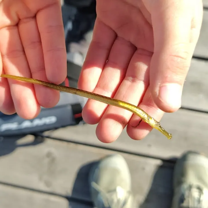 European garfish caught on Fishbrain