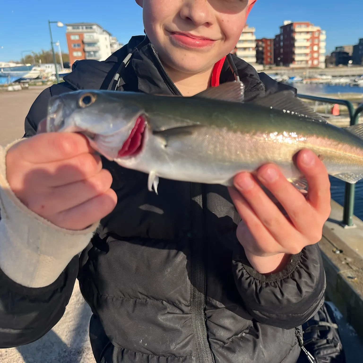 The most recent Atlantic pollock catches on Fishbrain