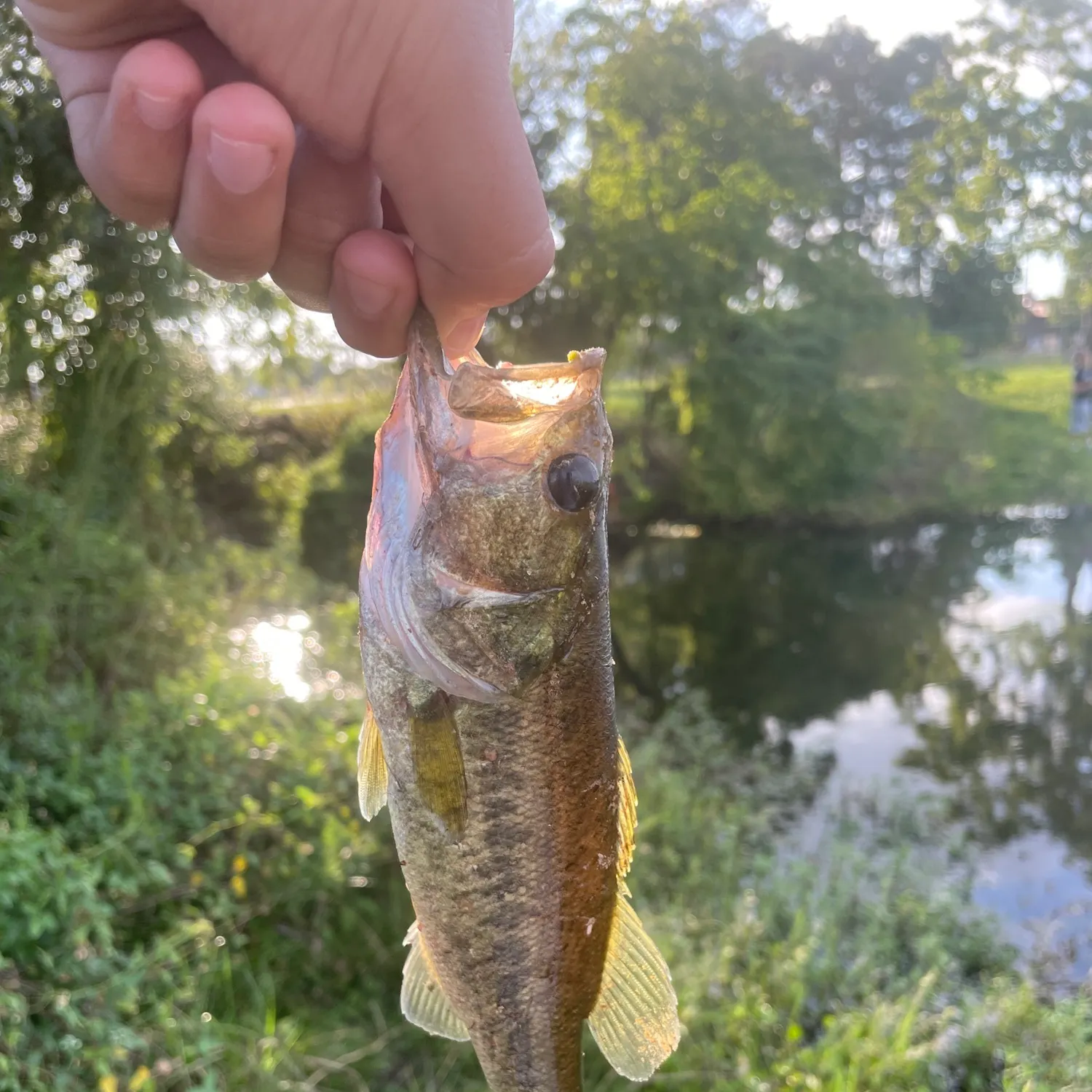 Fish caught on Fishbrain