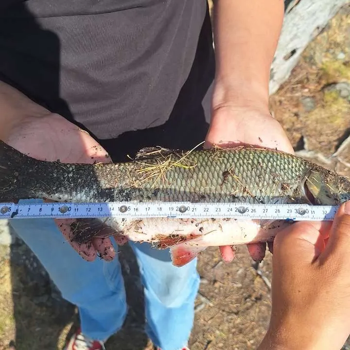 Ide caught on Fishbrain