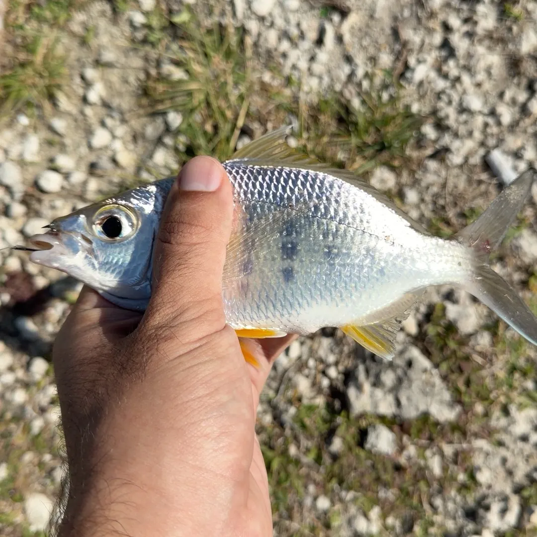 The most recent Yellowfin mojarra catches on Fishbrain