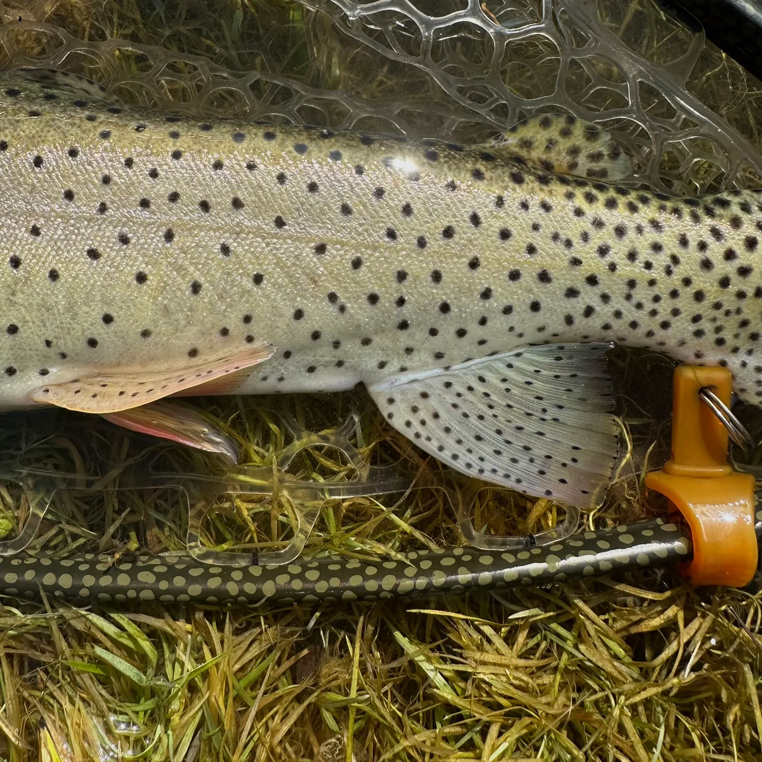 The most recent Bonneville cutthroat trout catches on Fishbrain