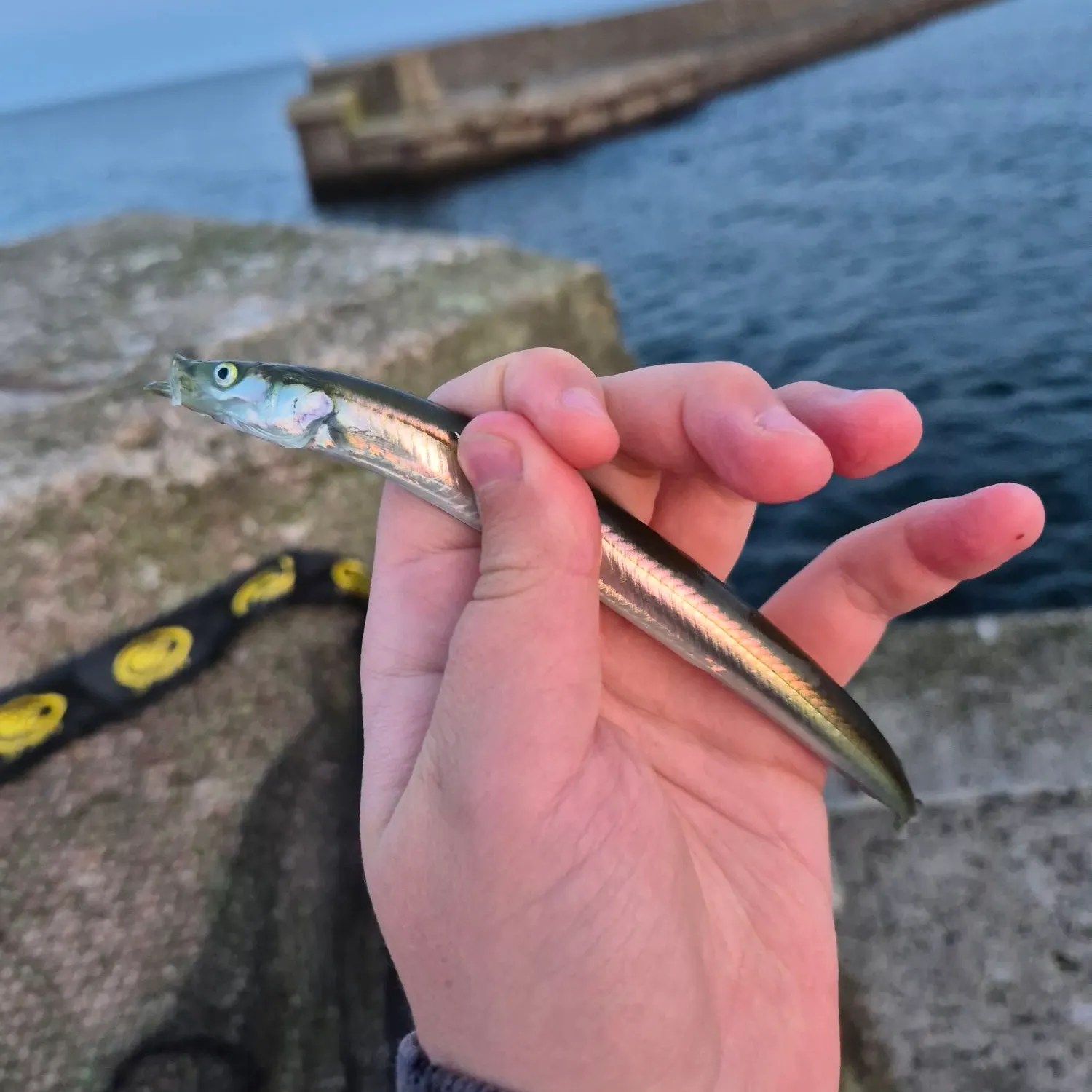 The most recent Great sandeel catches on Fishbrain