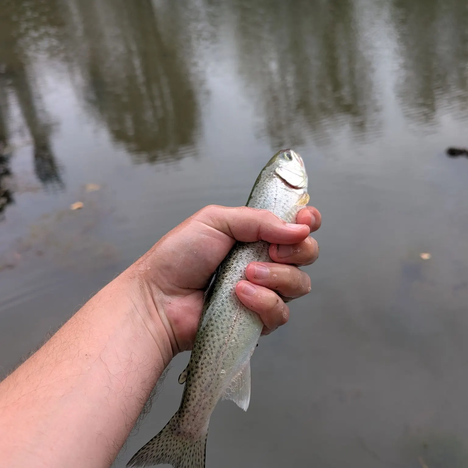 Rainbow trout caught on Fishbrain