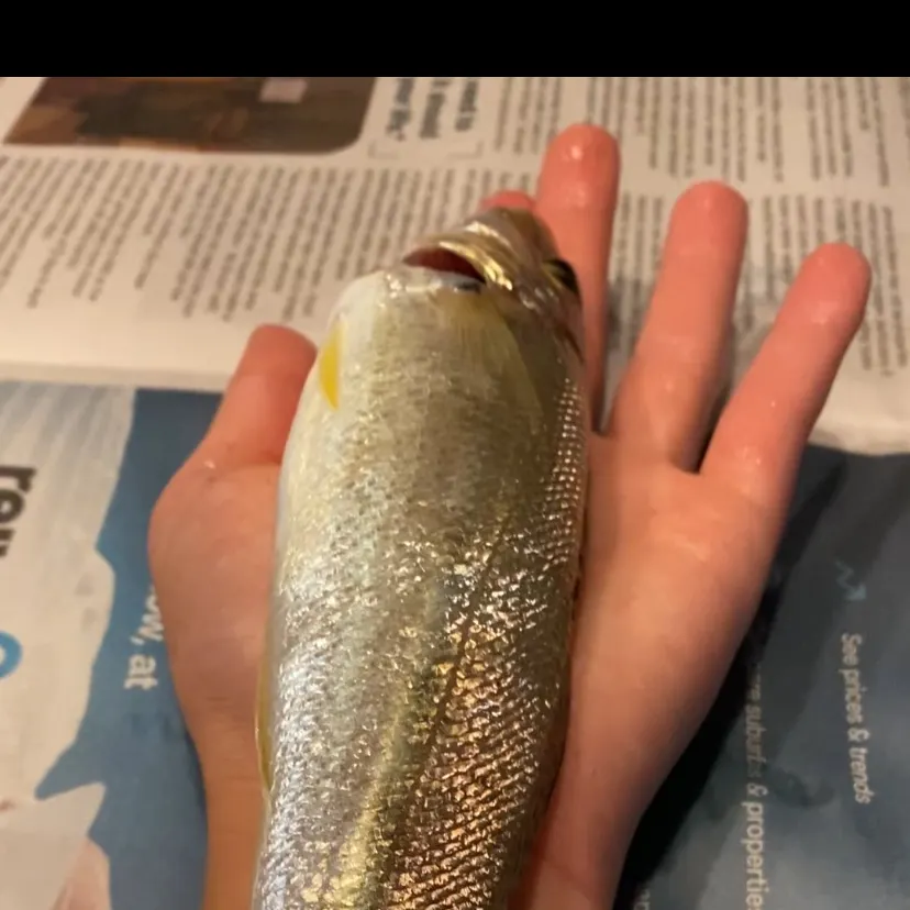 The most recent Sand sillago catches on Fishbrain