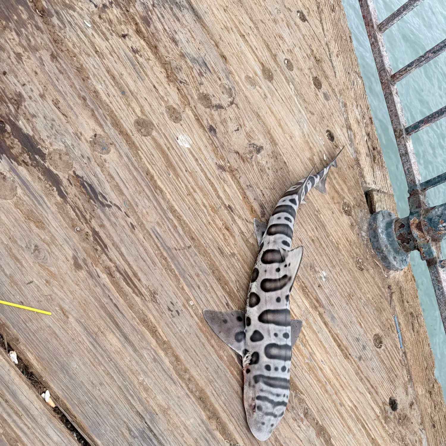Leopard shark caught on Fishbrain