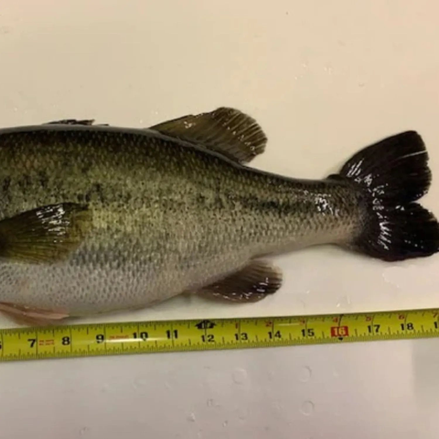 Southern calamari caught on Fishbrain