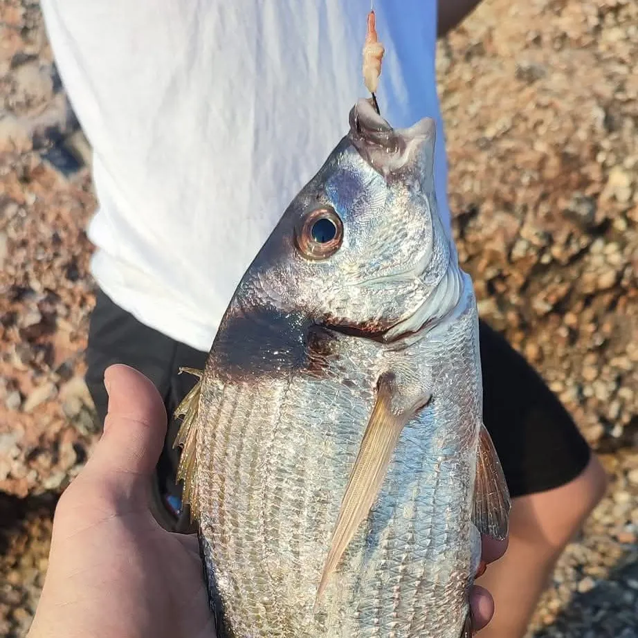 The most recent Common two-banded seabream catches on Fishbrain