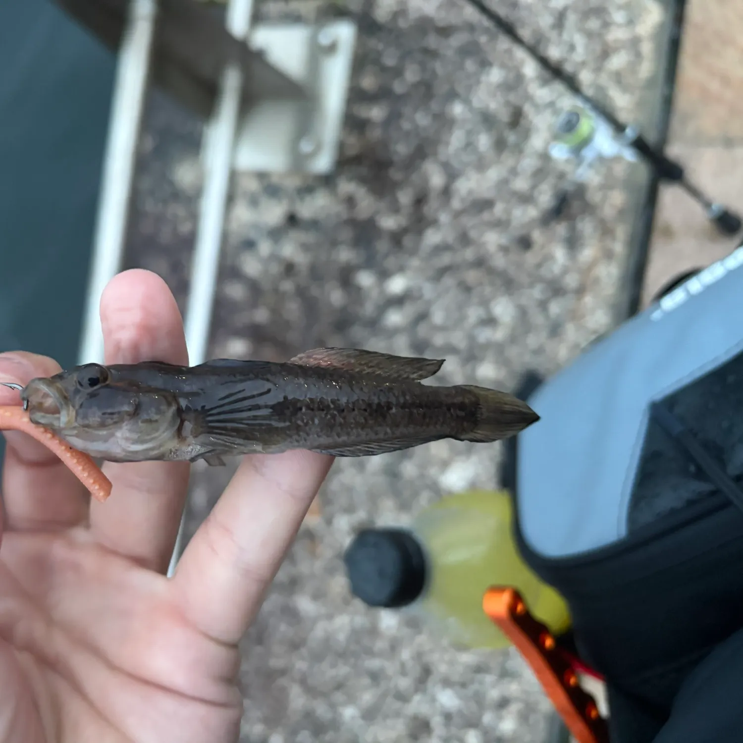Black goby caught on Fishbrain