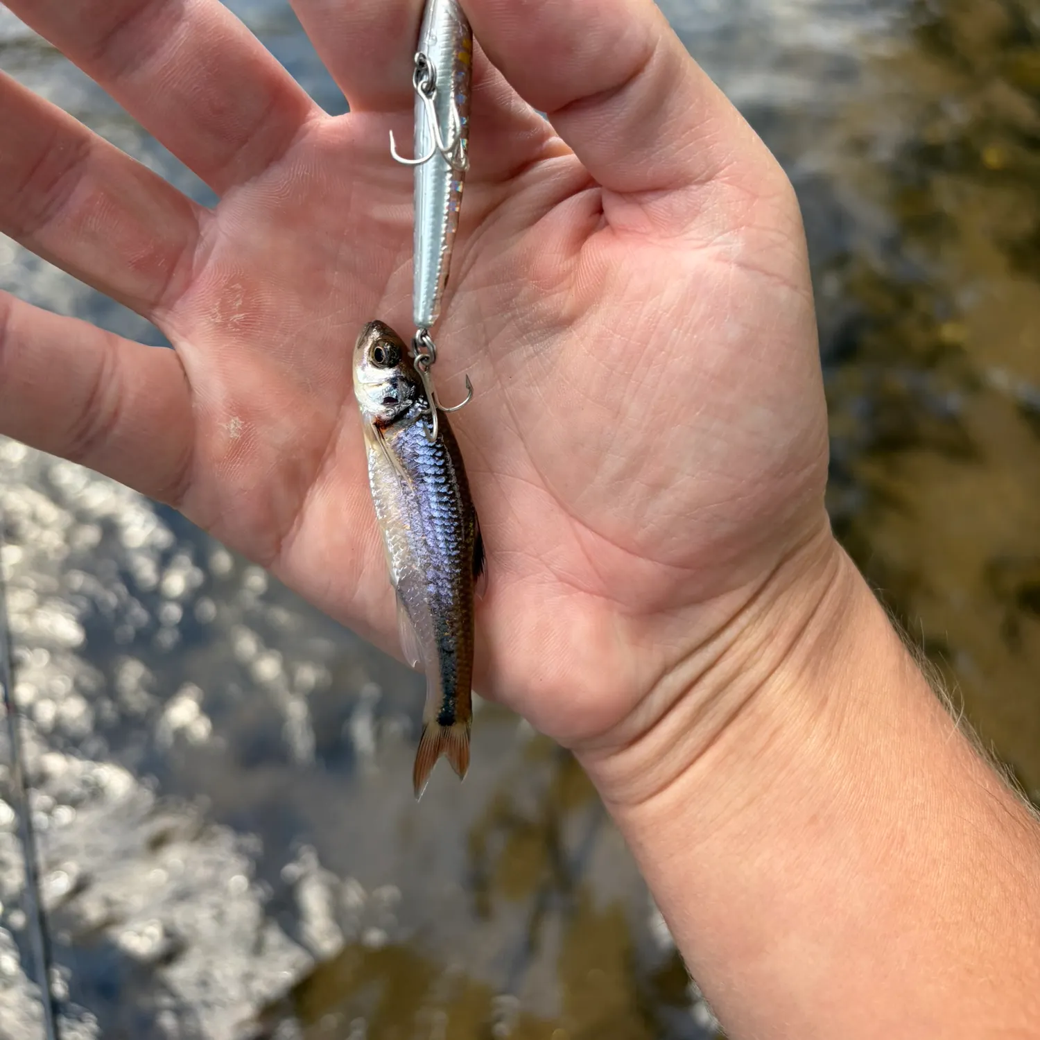 The most recent Warpaint shiner catches on Fishbrain