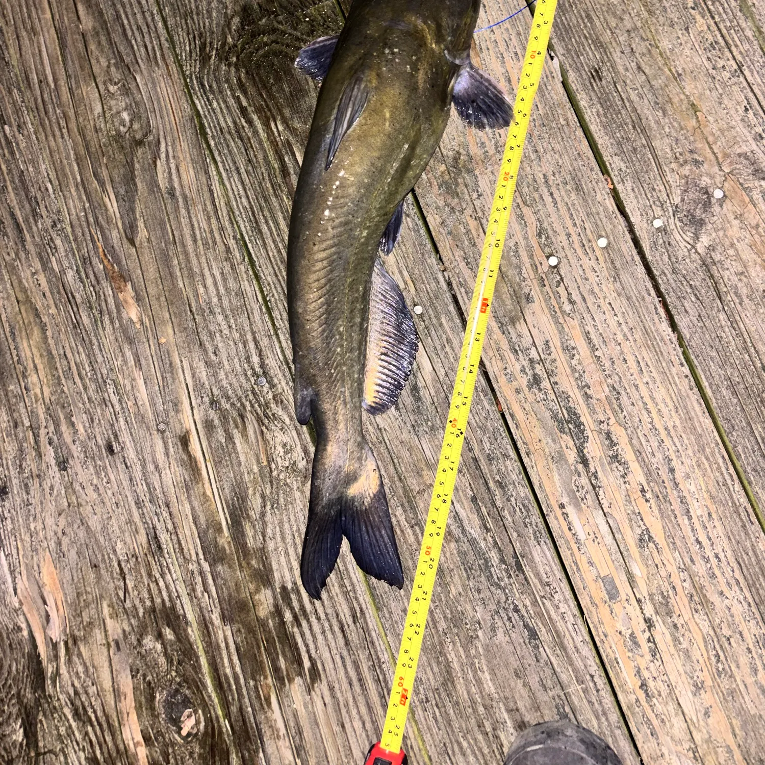 Channel catfish caught on Fishbrain