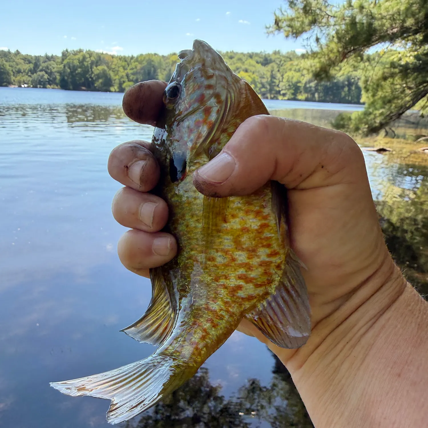 Pumpkinseed caught on Fishbrain
