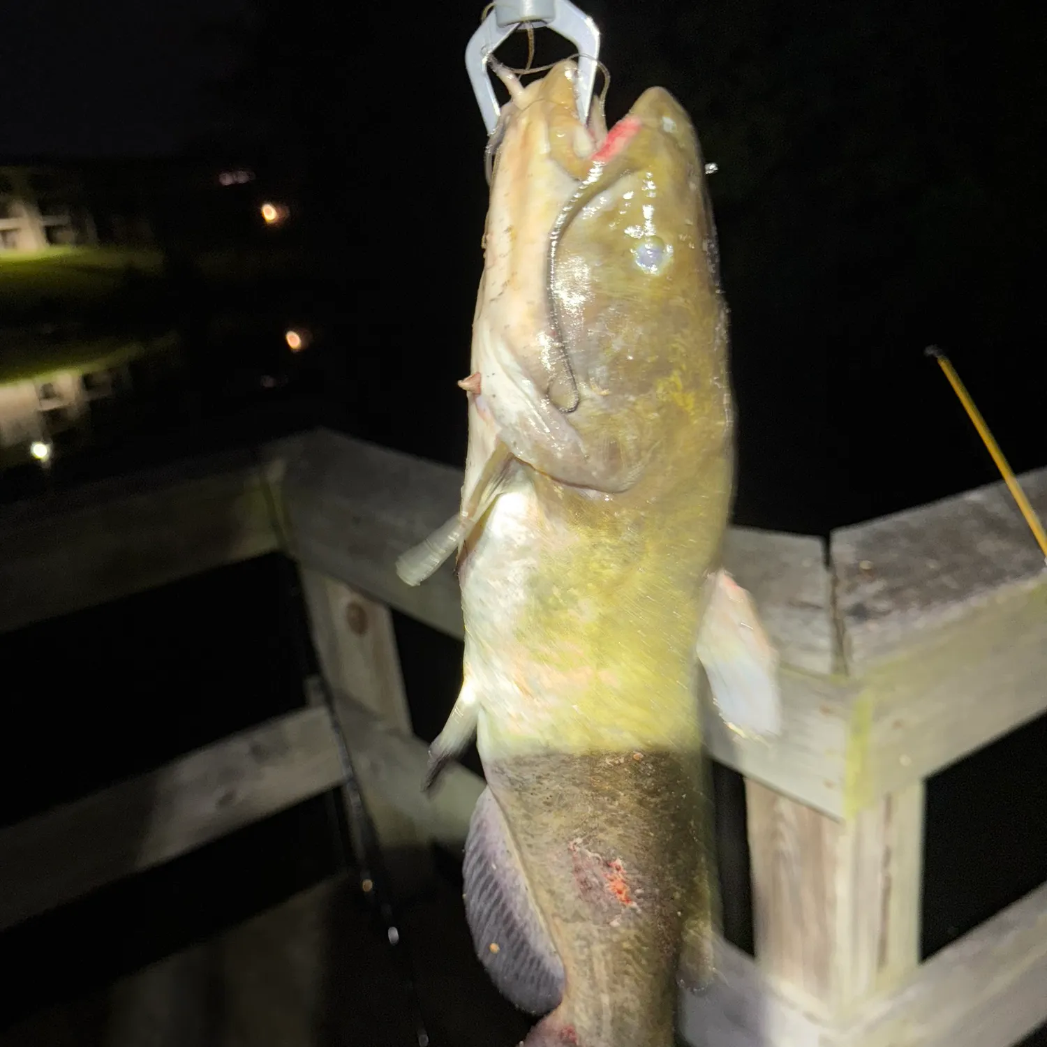 Yellow bullhead caught on Fishbrain
