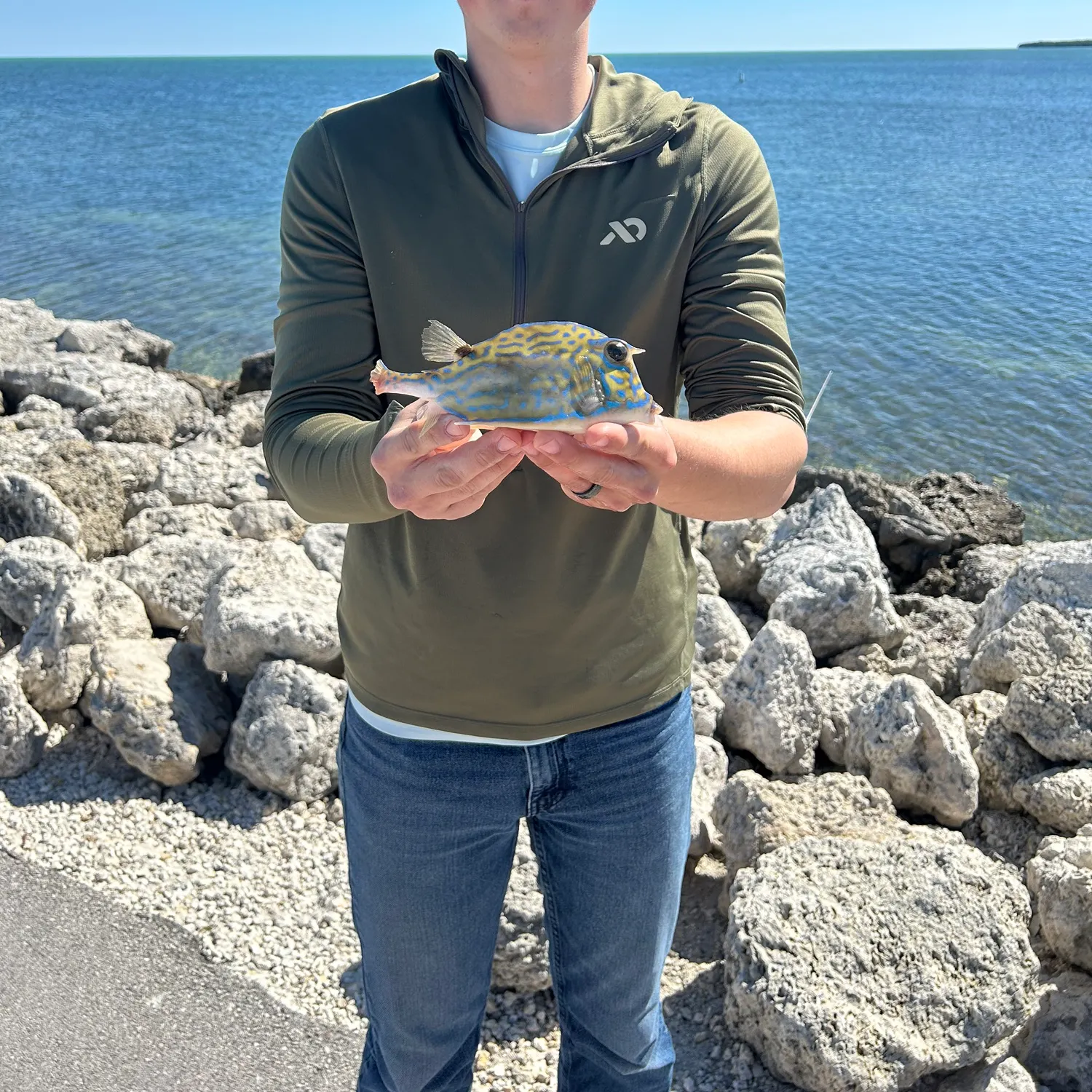 The most recent Scrawled cowfish catches on Fishbrain