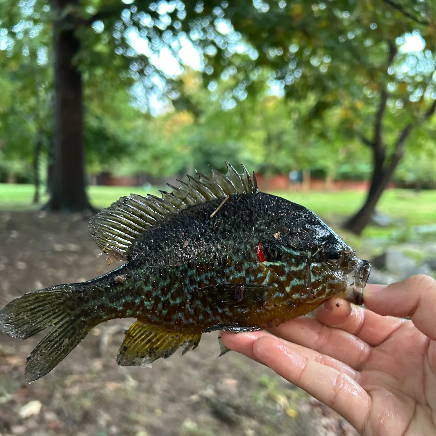 Pumpkinseed caught on Fishbrain
