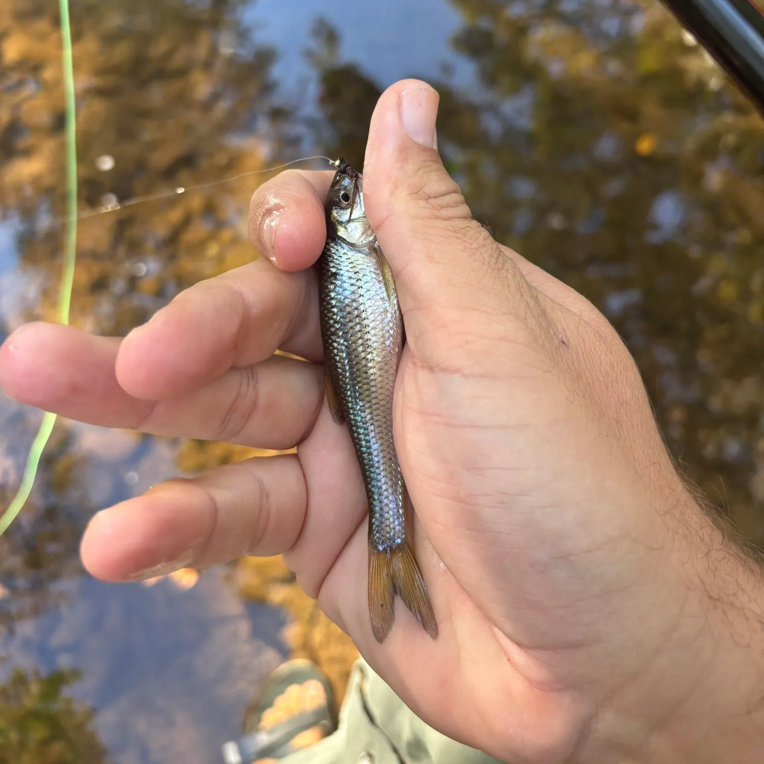 Fallfish caught on Fishbrain