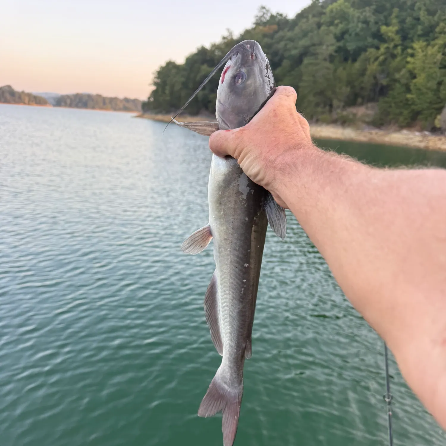 Channel catfish caught on Fishbrain