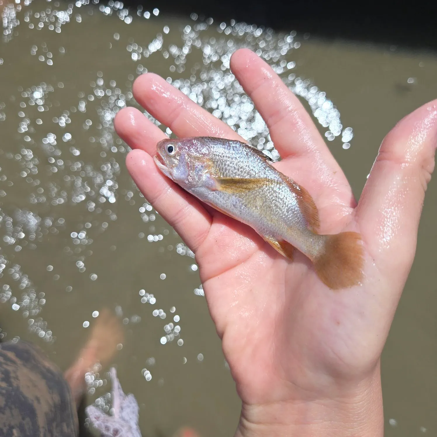 White croaker caught on Fishbrain