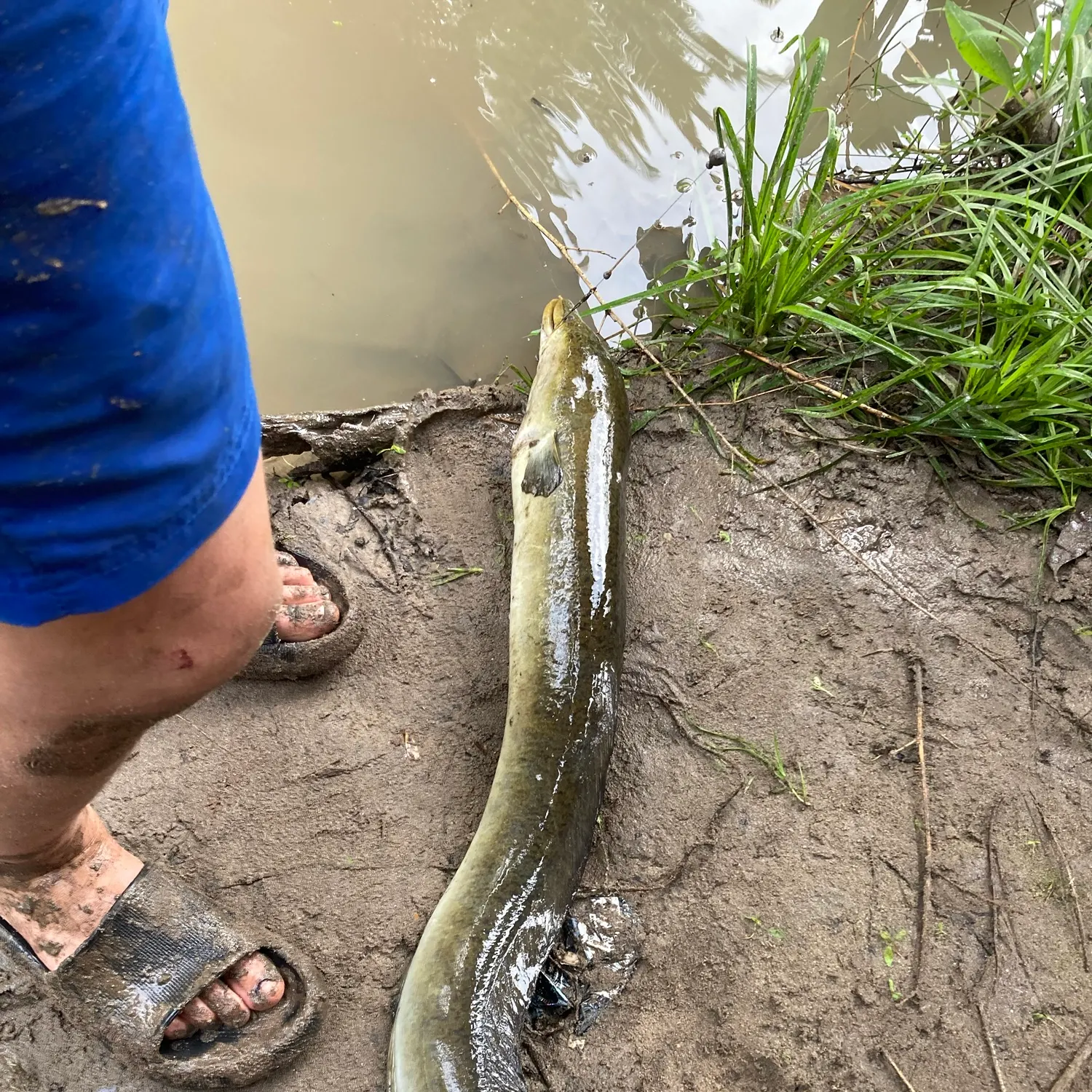 The most recent Giant mottled eel catches on Fishbrain