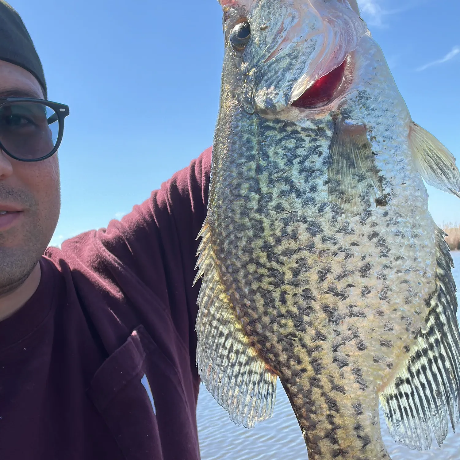 Black crappie caught on Fishbrain