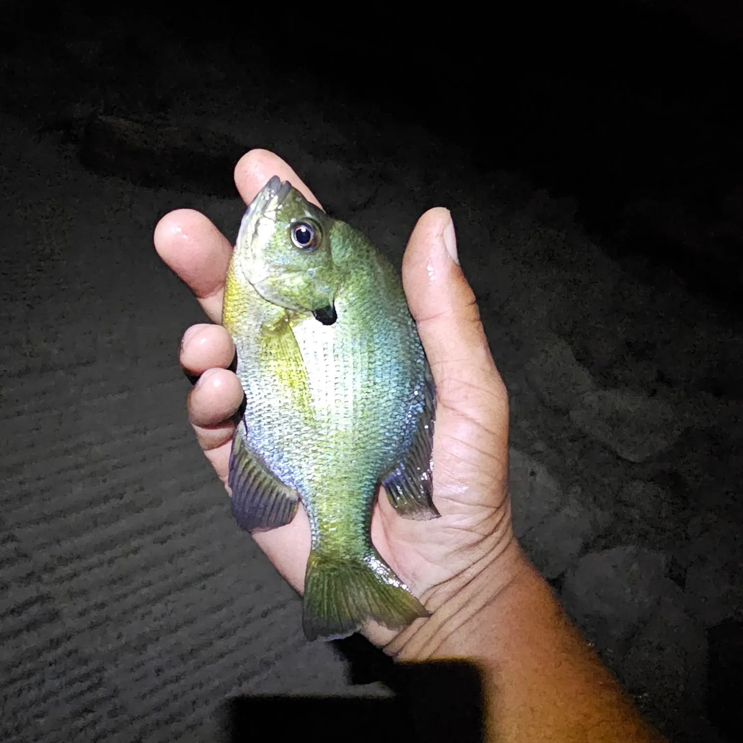 Bluegill caught on Fishbrain