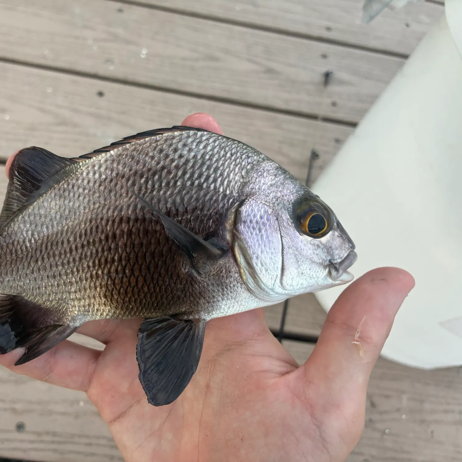 The most recent Black margate catches on Fishbrain