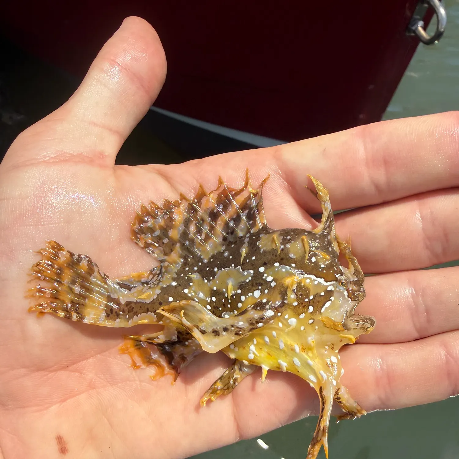 The most recent Sargassumfish catches on Fishbrain